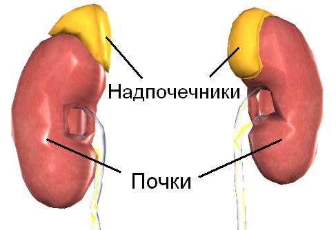 надпочечники