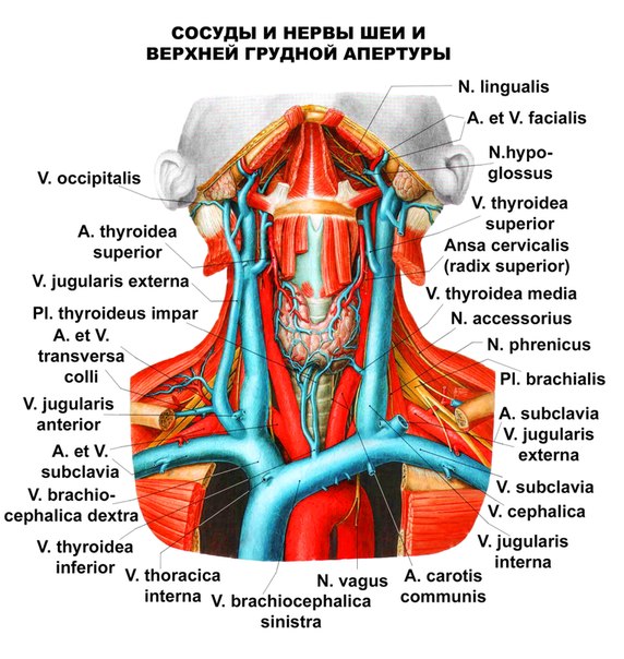 сосуды шеи