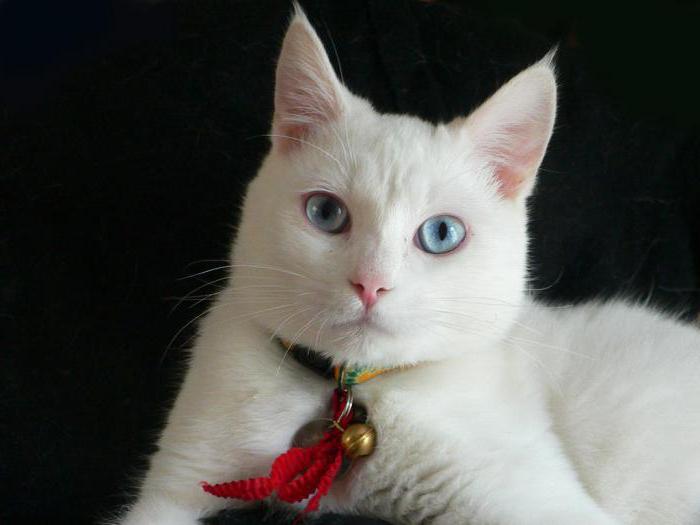 Кошка белая по соннику миллера. 3a2a80b745b598e6bd027170d09e4591. Кошка белая по соннику миллера фото. Кошка белая по соннику миллера-3a2a80b745b598e6bd027170d09e4591. картинка Кошка белая по соннику миллера. картинка 3a2a80b745b598e6bd027170d09e4591. Если вам интересно, к чему снится белая кошка, загляните в сонник Миллера. В соответствии с ним такое видение имеет в основном негативное значение. Возможны такие толкования: