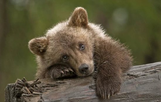 к чему снится нападающий медвежонок. Смотреть фото к чему снится нападающий медвежонок. Смотреть картинку к чему снится нападающий медвежонок. Картинка про к чему снится нападающий медвежонок. Фото к чему снится нападающий медвежонок