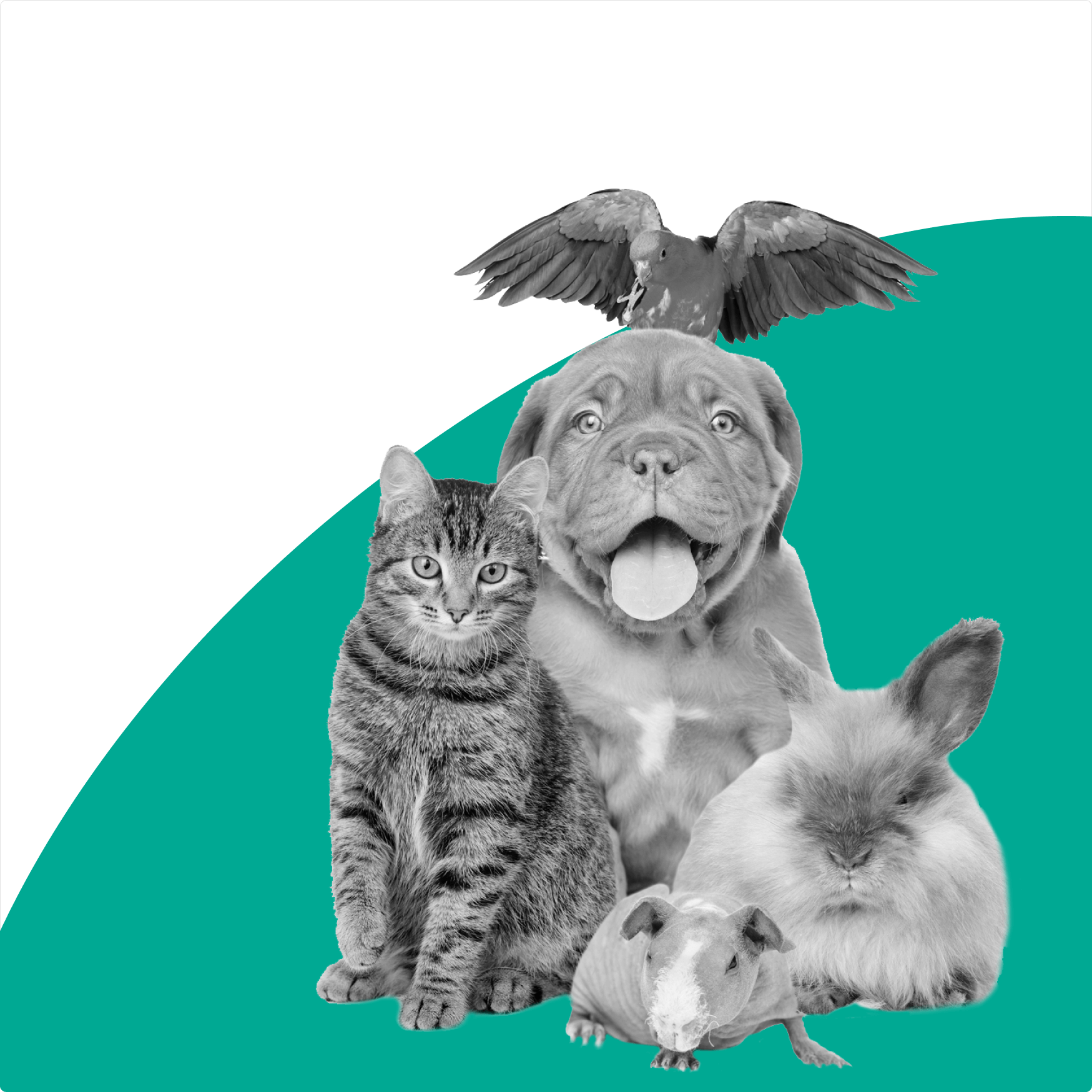 Поиск ветеринарной клиники