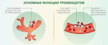 Количество тромбоцитов в крови: выявление различий