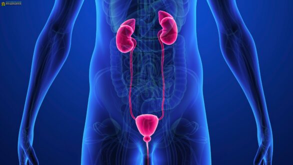 Влияние стресса на здоровье мочеполовой системы у мужчин
