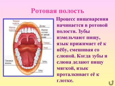 Важность жевательных зубов в процессе пищеварения и методы их сохранения