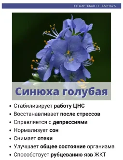 Успокаивающее действие синюхи: природное средство для нервной системы